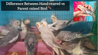 Difference Between hand-reared vs parent raised Bird 🦜