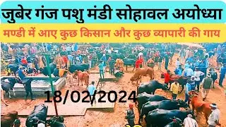 juberganj pashu Mandi ayodhya,18/02/24
