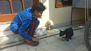 Cats just like panther