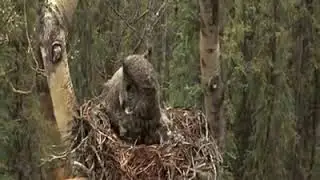 Great gray owl family#Bird Group; Bird City