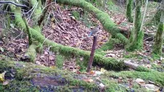 A red flanked-bluetail