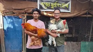 বগুড়ার শখের মুরগিওয়ালা আপনের সাফল্যের গল্প ।। Expensive and Rare Chicken Farm