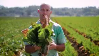 The Source Live | Salinas Valley Broccoli Outlook