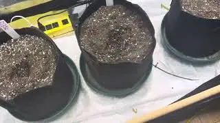 Grow dots grow and loutus Nutrients  Gaia green let&rsquo;s get it on ￼ #growdots #promix #migro