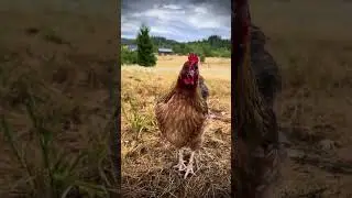 Rafa, Banana, Wanda #cutefarmanimals #funnyanimal #petchickens #rooster #crow #hens #viralvideo