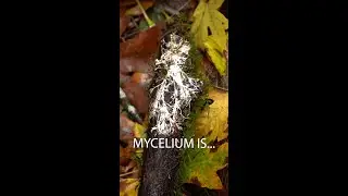 Mycelium is the wood wide web