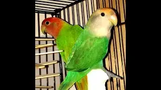 Lovebird. Bringing home a new mate for your lovebird.