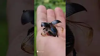 #Uncle #Beetle Flies Beautifully (#flying #insects #nature #earth)
