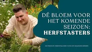 Herfstasters: d&eacute; bloemen voor in je herfstborder I Angelo Dorny