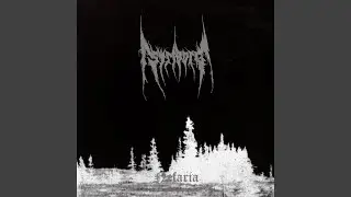 Permafrost Forest
