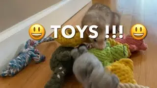Ferret Toys! 🤩 Cinnamon & Sassy