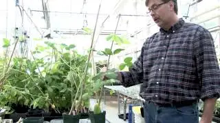 Soybean Salt Stress Testing