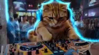 Fat Cat Song DJ 🎺🎶