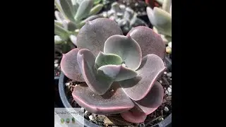 Echeveria Blue Metal Quick Overview & Care Tips