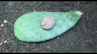 Como Plantar Nopales Para que No Se Pudran |Comparando Tecnicas|