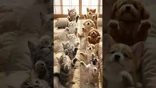 犬と猫が同時にバンザイ🙌 #catanddog