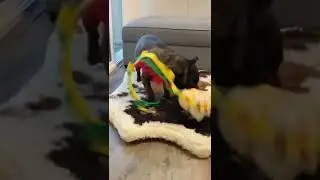 The Frenchie VS The Bread -Snuffle Toy