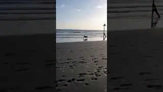 Beach husky #Shorts