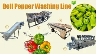 Green Bell Pepper Washing & Drying Line for Malaysia | Vegetable Washing Machine with Good Prices
