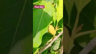 ethu ena sedi Kandupida friends???#viral#update#shirts#new#rare#whatsapp#today#gold#fruits#roses#