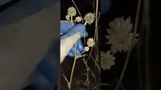 Nature Hike at night with my Kitty /Digging up alive Prairie Soil / Describing Prairie Plants Winter