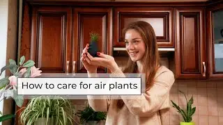 How to Care for Air Plants | Tillandsia Care Guide