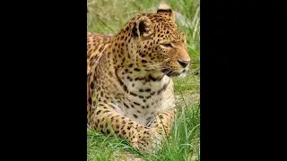 Leopard fact | FacTime #Shorts #YouTube #YouTubeShorts #Facts #FacTime #amazingfacts #animalfacts