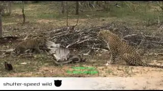 Leopard vs snake vs Eagle, Full Video