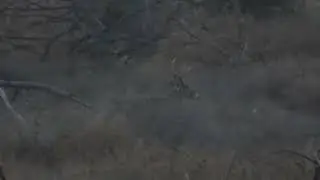 Buck