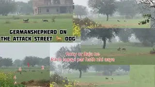 Germanshepherd dogs raja or Roxy tappi Shitzu ne street dog par attack kar Diya par hath nhi aaya 