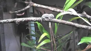 Carpet Chameleons Hatching at Omaha's Henry Doorly Zoo