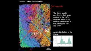 Structural Secrets: Analysing the Bimodal Cellulose Clustering in Onion Cell Wall Lamellae