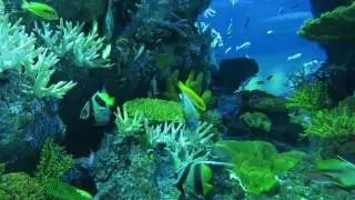 One Minute: Bay of Bengal and Laccadive Sea Exhibit, S.E.A. Aquarium, Singapore