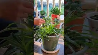 fallen plants at home, do this #anti-lodging  #Chlorophytum