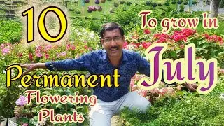 10 Best Permanent Flowering Plants to Grow in July and August
