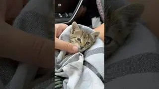 I took a sick stray kitten to the vet🥺#cat #street #baby #hospital #cute #sad #live #love #butiful