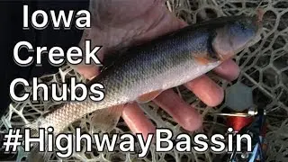 Highway Bassin&rsquo; Iowa Chubs under the Bridge