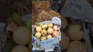 Guava Mandi Islamabad Position #Guava Rate #ramadan #fruit #mango #howtoearnmoneyfromusstockmarket #