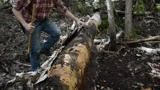 Short-term Survival Shelter with Birch Bark Roof