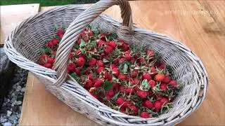 Over rozenbottels, appels en hazelnoten