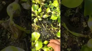 Fishing. Catching Koi Fish By Hand #shortvideo #fishing #fish