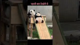 cute panda 🐼 #facts #new #shortsfeed #trending #shorts #dastan #panda #amazingfacts #video #ytshorts
