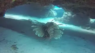 Lionfish cyprus april 2019