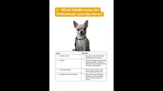 4 Top Health Problems Chihuahuas Have! 🐶