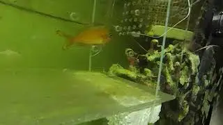 Odontanthias katayamai
