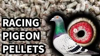 Are Racing Pigeon Pellets Any Good?