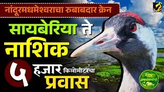 गोष्ट अभयारण्यांची - आयुष्यभर एकाच जोडीत राहणारे 'क्रेन' | crane bird | nandur madhmeshwar | MahaMTB