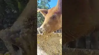 Red Bull WillbeRed The Bullet Loving Her Dinner #Foodie #Food #Hungry #Pet #organic #viralvideo 