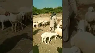 Cattle Market Tala Gang #shorts