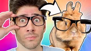 What Animal Best Fits Your Personality?